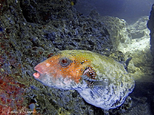 Blue-Spotted Puffer/Photographed with a Canon G11 at Suva... by Laurie Slawson 